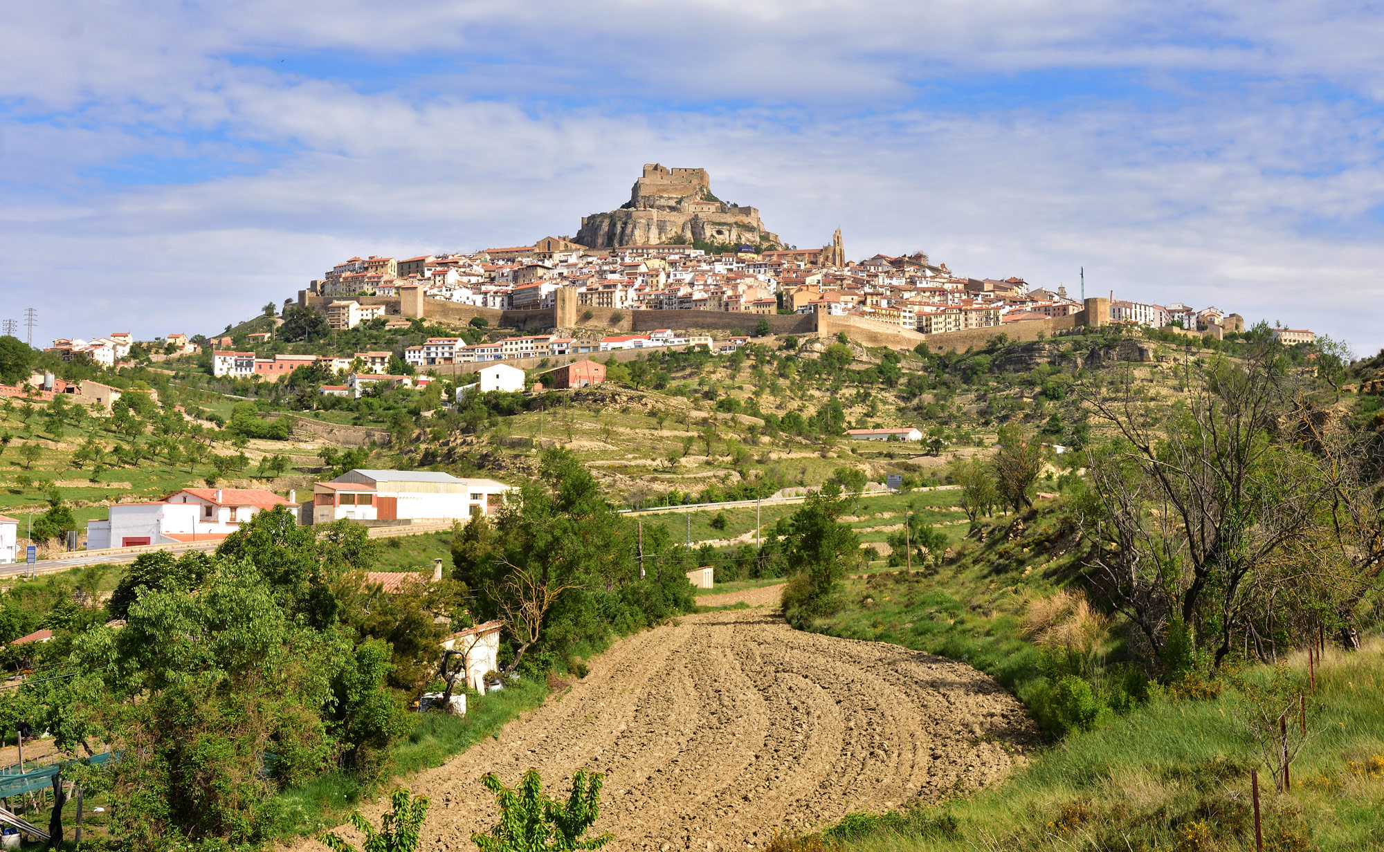 morella_2 morella_2